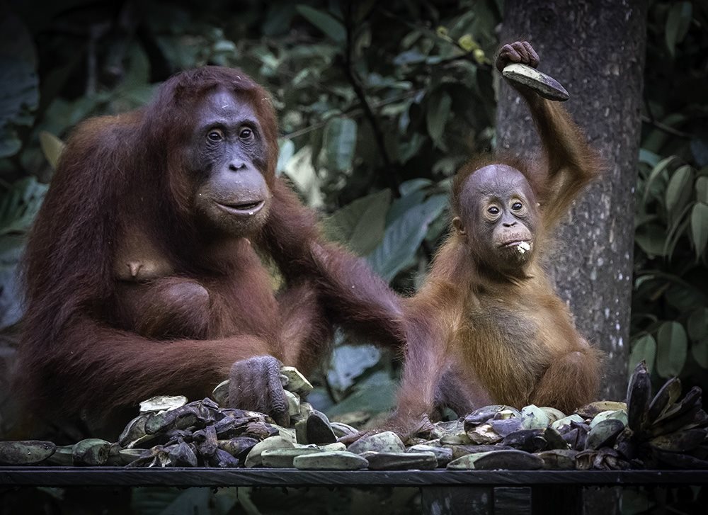 Orangutan Borneo 3D2N Tanjung Puting